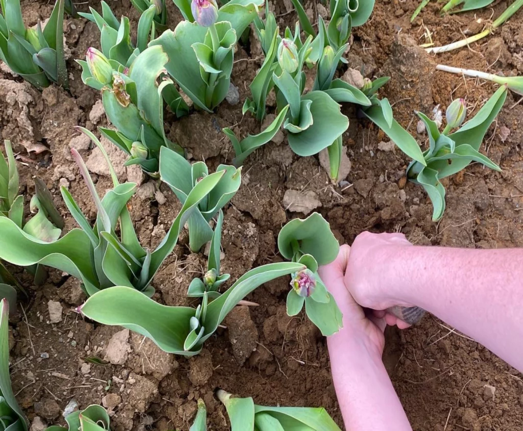 Hands picking flowers out of dirt