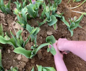 Hands picking flowers out of dirt