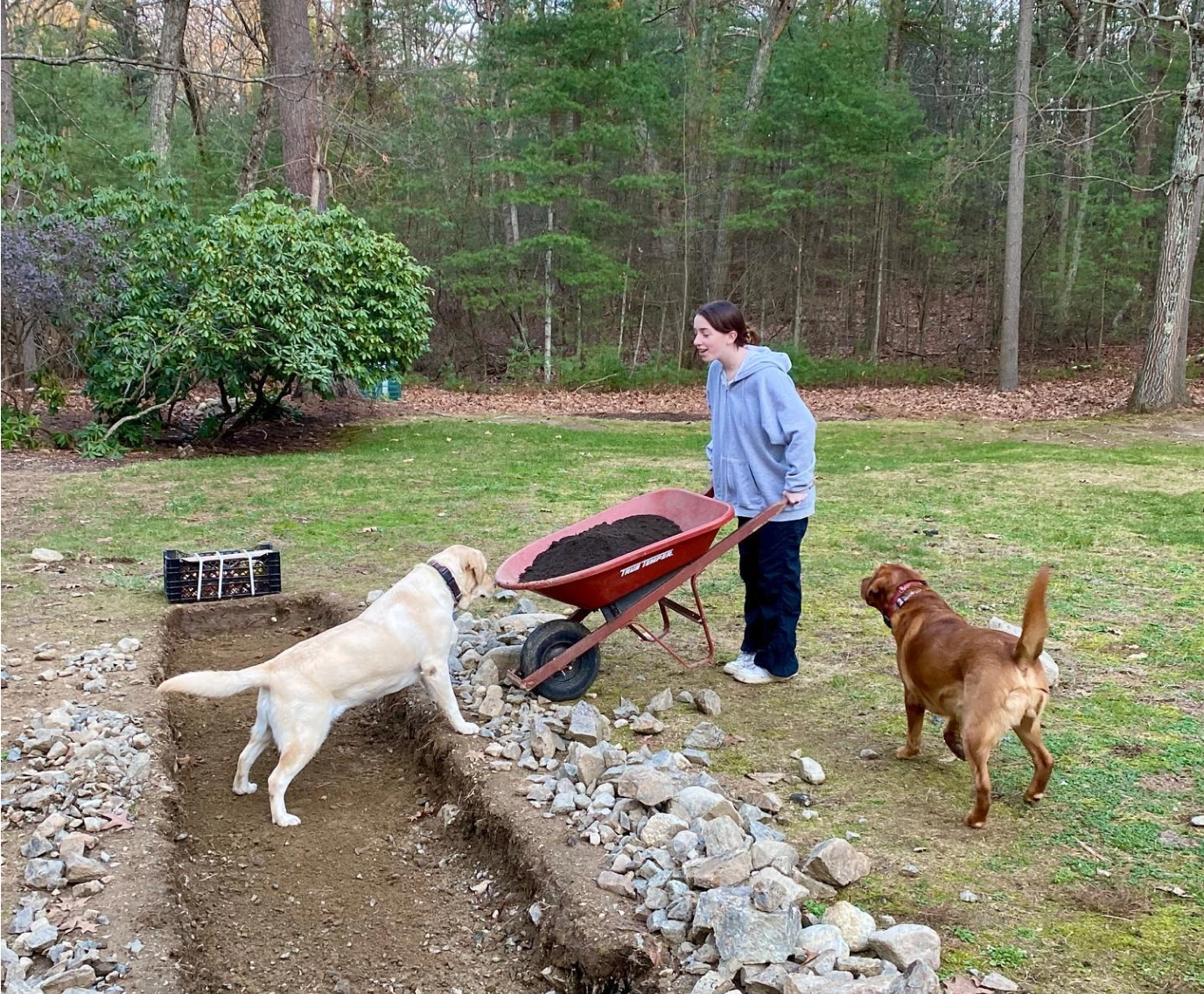 STEMS Wayland volunteer holding wheelbarrow at the farm with two dogs