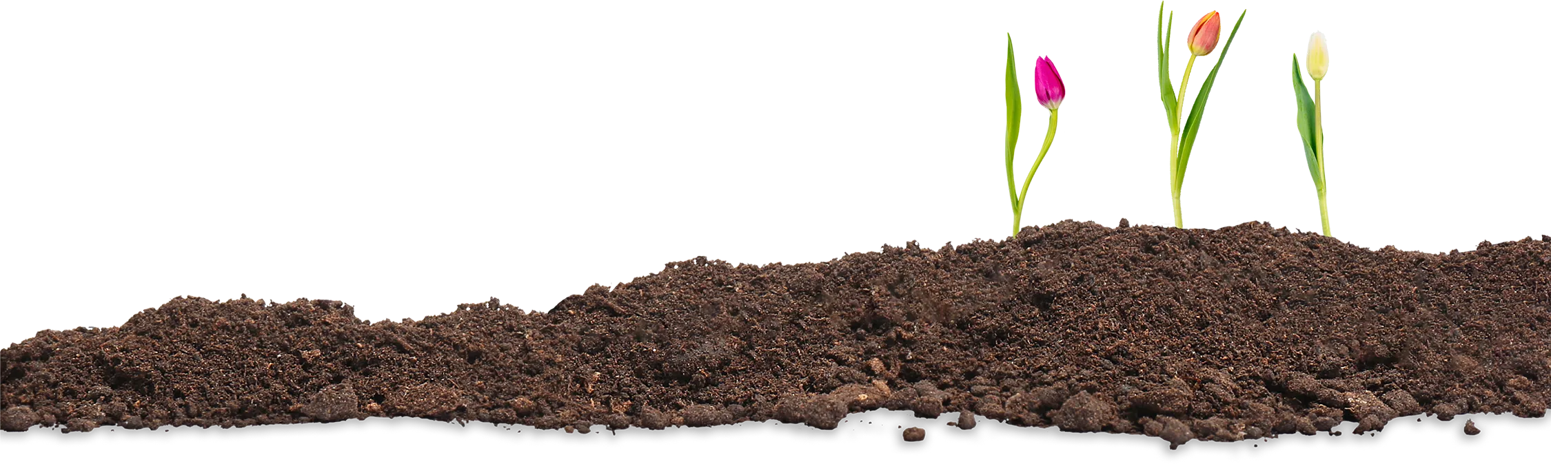 Tulips rising out of dirt