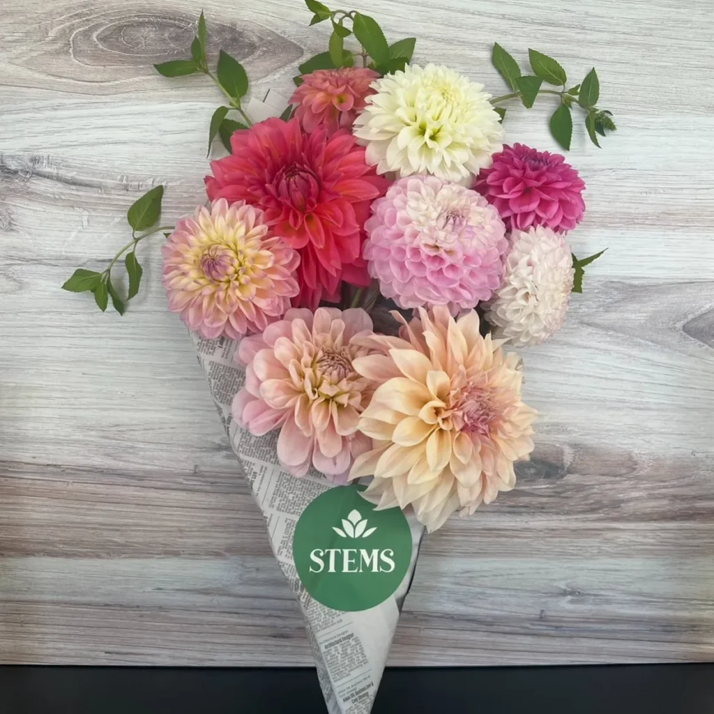 STEMS Dahlia Bouquet