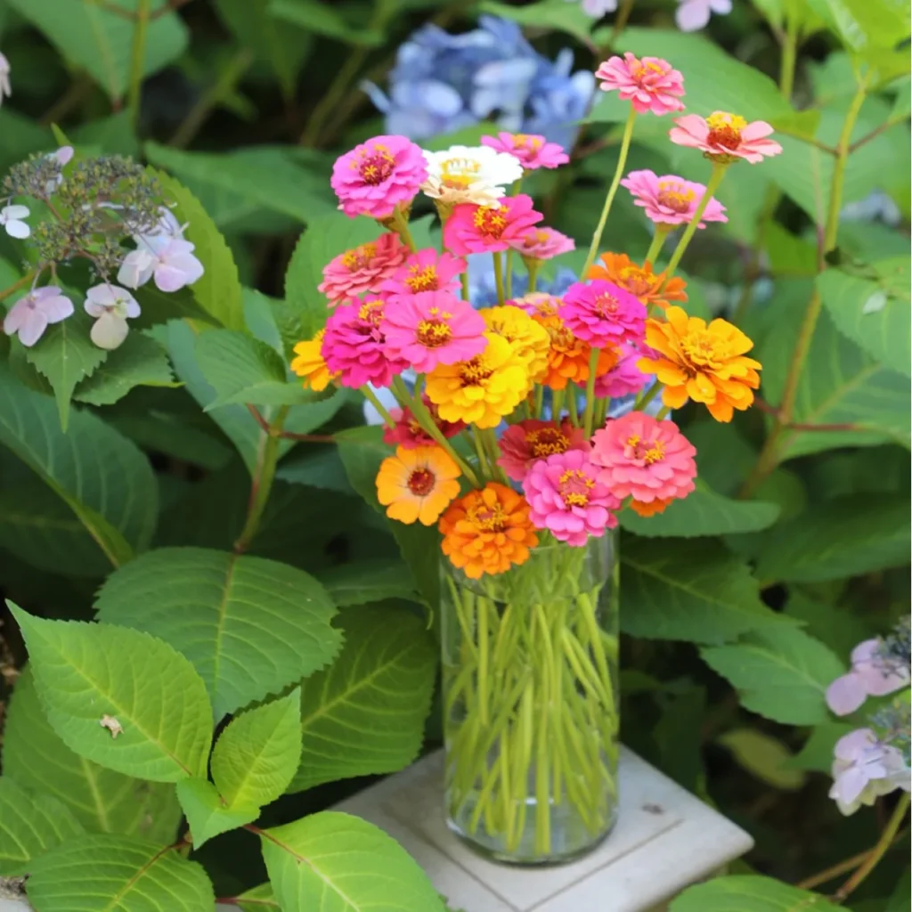 Zinnia in a glass vase