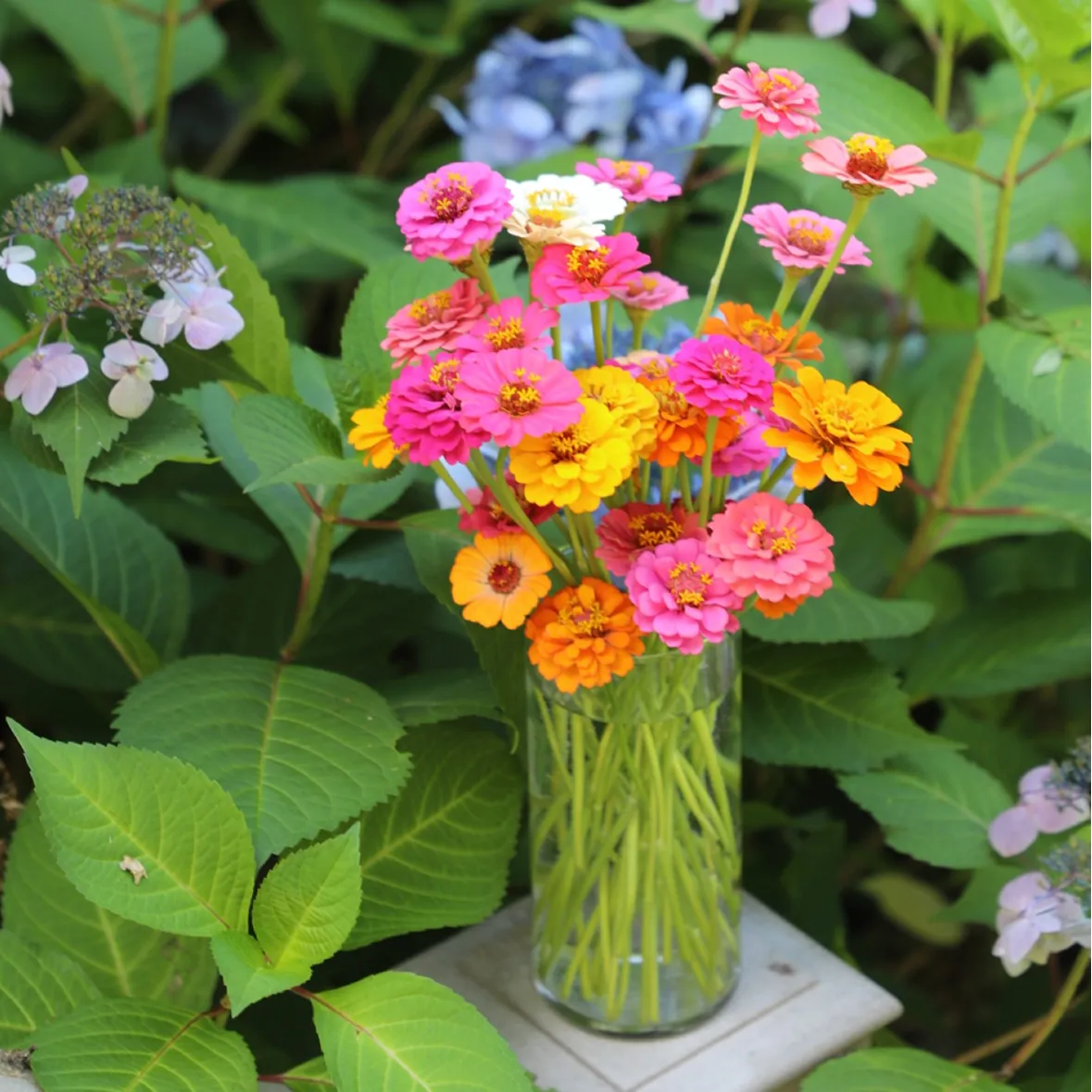 Zinnia in a glass vase